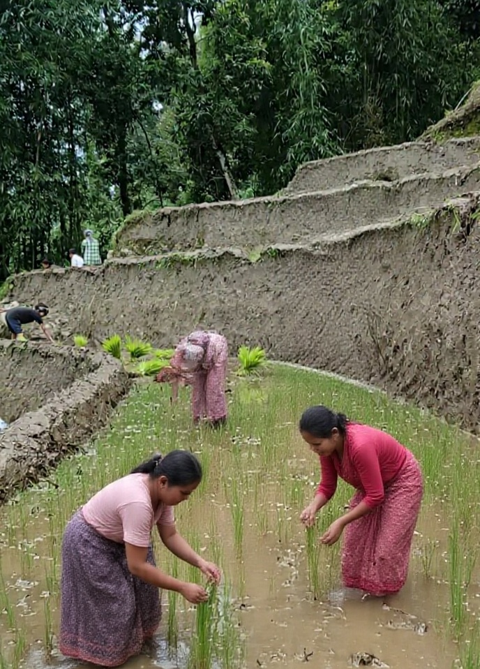 <strong>WOMEN’S HARVEST SONGS OF SIKKIM: DR. BILAMBITA BANISUDHA’S ETHNOGRAPHIC STUDY</strong>